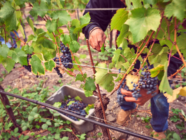 istock A grape picker cuts wine grapes from the vine during harvest. 1359369155