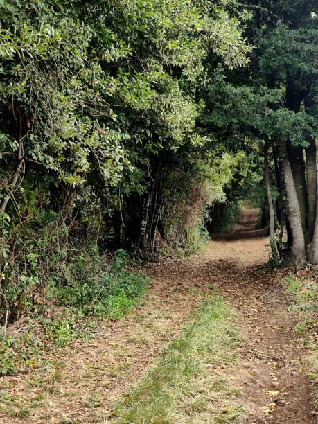 istock Rural road between trees in autumn 1359370252