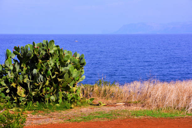 coastal panorama in the zingaro natural reserve sicily italy