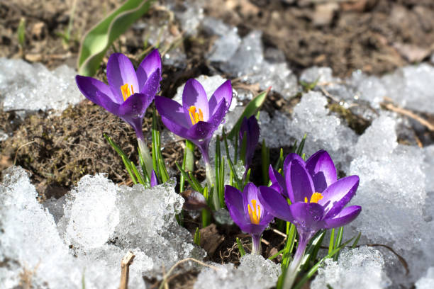 premiers crocus dans la neige. fleurs printanières pourpres - crocus photos et images de collection