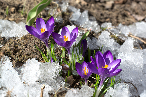 First crocuses in snow. Purple spring flowers