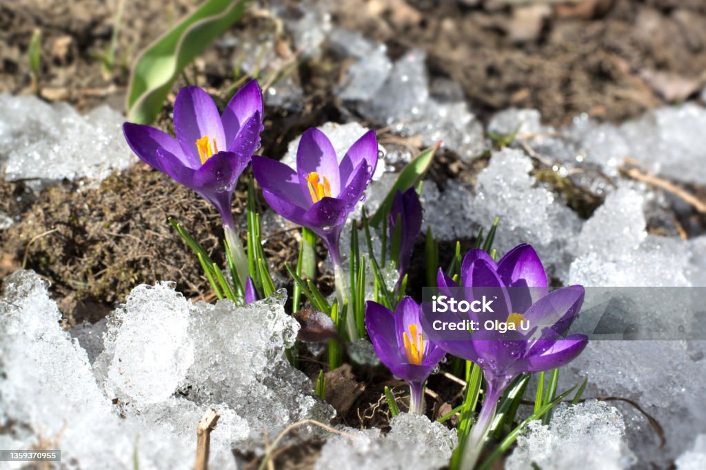 First crocuses in snow. Purple spring flowers Spring Equinox Stock Photo
