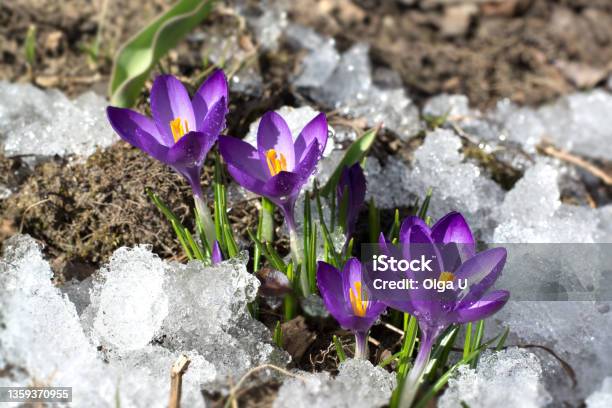 First Crocuses In Snow Purple Spring Flowers Stock Photo - Download Image Now - Spring Equinox, Crocus, Snow