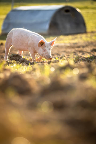 istock Pigs  in an organic meat farm 1359372876