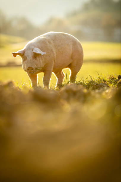 istock Pigs  in an organic meat farm 1359372880