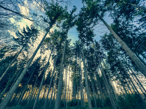 istock View into the treetops in winter with beautiful sky. 1359373147