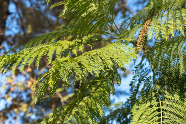 istock Mimosa branches and leaves. Acacia tree. 1359374319