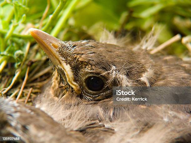 Nahaufnahme Eines Jungen Blackbird Stockfoto und mehr Bilder von Amsel - Amsel, Blatt - Pflanzenbestandteile, Extreme Nahaufnahme