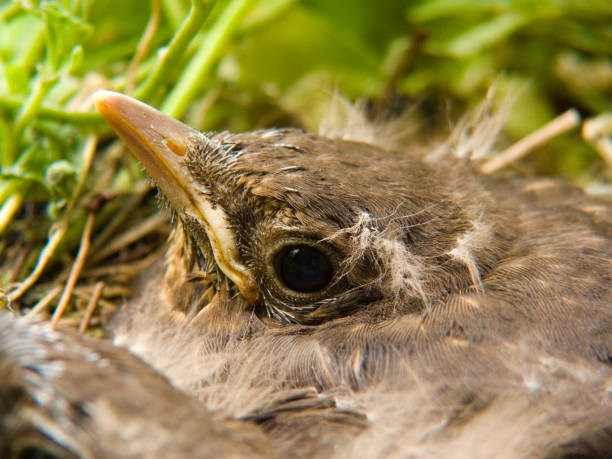 istock close up of a young blackbird 135937488