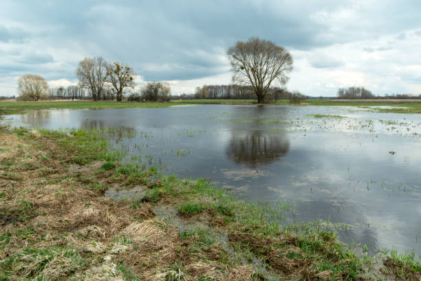 istock Flooded meadow, trees and cloudy sky 1359375333