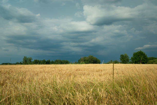 istock Dark clouds over the grain field, summer view 1359375350