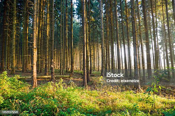 Spruce Forest In The Early Morning Stock Photo - Download Image Now - Animal, Fir Tree, Forest