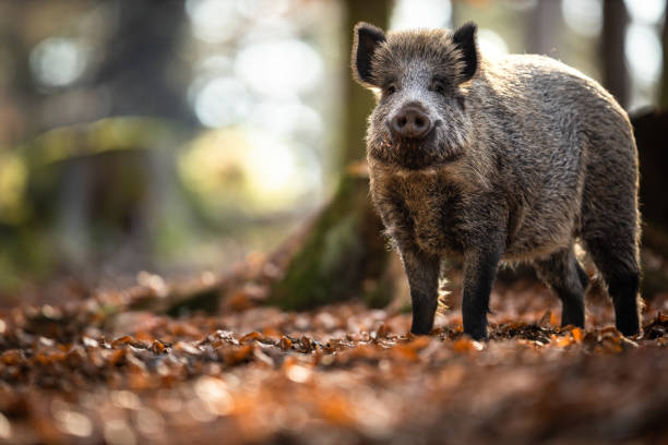 wild boar - 歐亞大陸 個照片及圖片檔