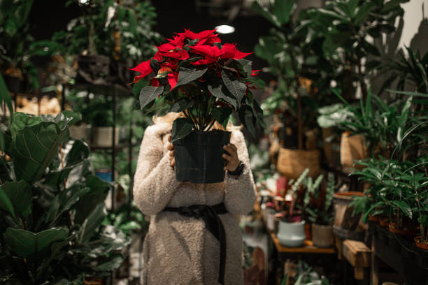 mujer elige árbol de navidad euphorbia pulcherrima poinsettia euphorbiaceae flor de navidad en floristería escondida detrás de ella sosteniendo maceta en las manos - poinsettia flower potted plant plant fotografías e imágenes de stock