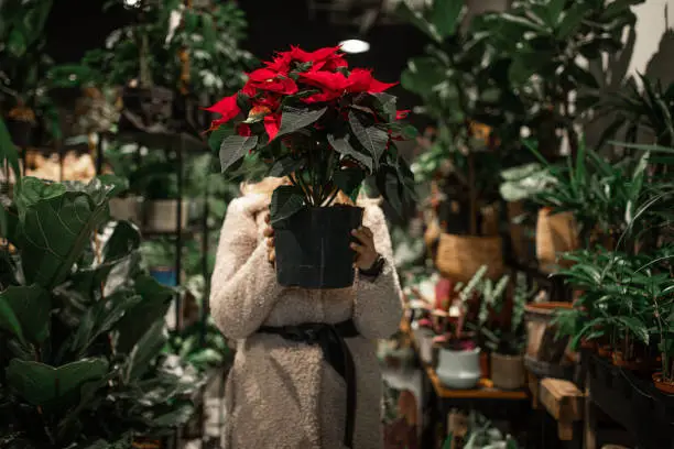 young woman chooses Christmas tree Euphorbia pulcherrima Poinsettia Euphorbiaceae Christmas flower in flower shop hiding behind it holding pot in hands, unrecognizable person