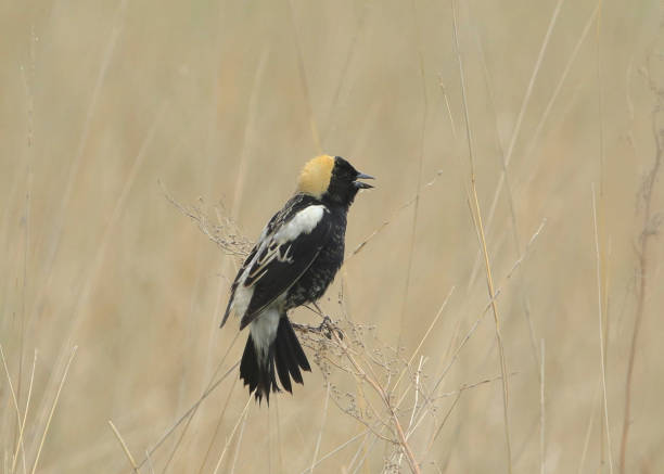 Bobolink (male) (dolichonyx oryzivorus) Bobolink (male) (dolichonyx oryzivorus) bobolink stock pictures, royalty-free photos & images