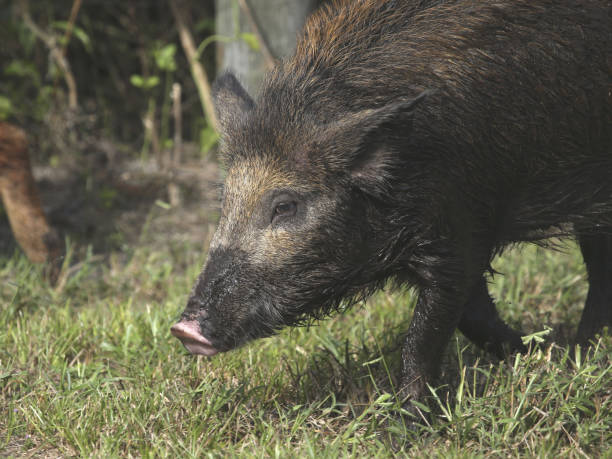 istock Closeup of a wild boar (sus scrofa) 1359376730