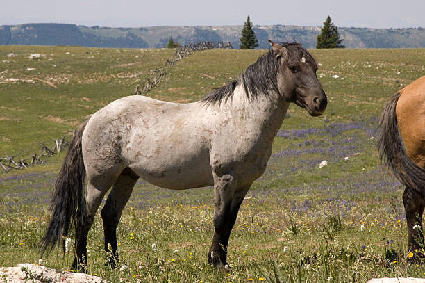 Blue Roan Mustang Stallion / Pryor Mountain Wild Horse Range stock photo