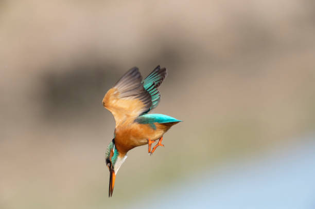 istock Kingfisher dives into the water 1359377192