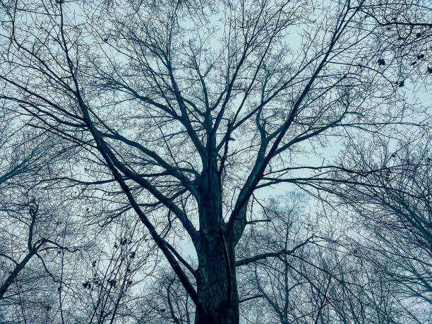 istock A look into the leafless treetops in winter. 1359378203