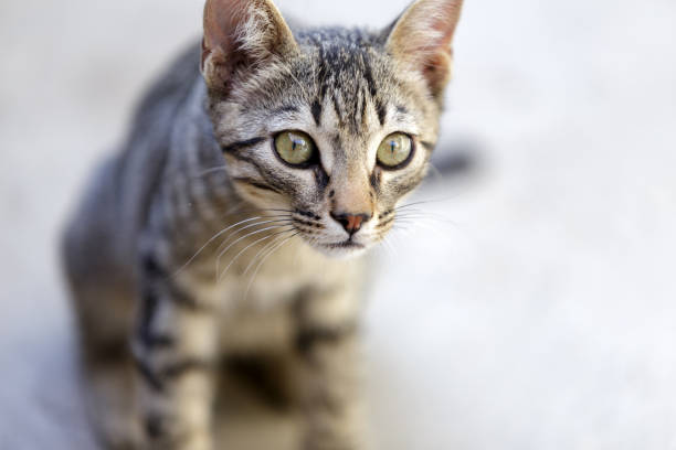 istock close-up view of kitten's face 1359378348