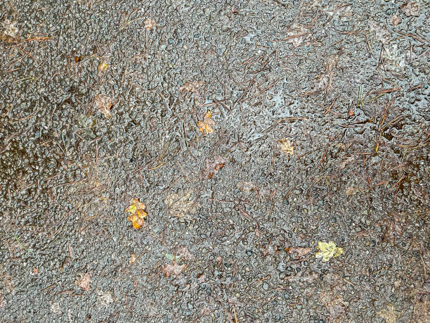 istock A wet and dirty concrete with some foliage. 1359379215