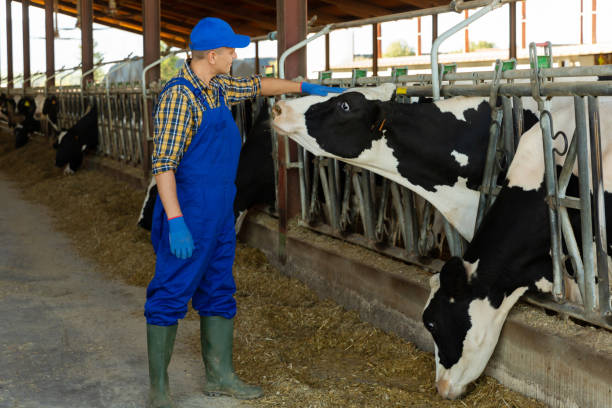 istock Farmer stroking cow in cowhouse 1359379361