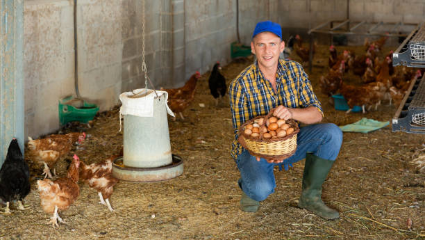 istock Smiling farmer collecting fresh chicken eggs in henhouse 1359379366