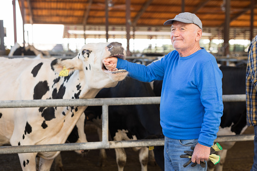 Elderly farm owner taking care of his cows in a dairy farm