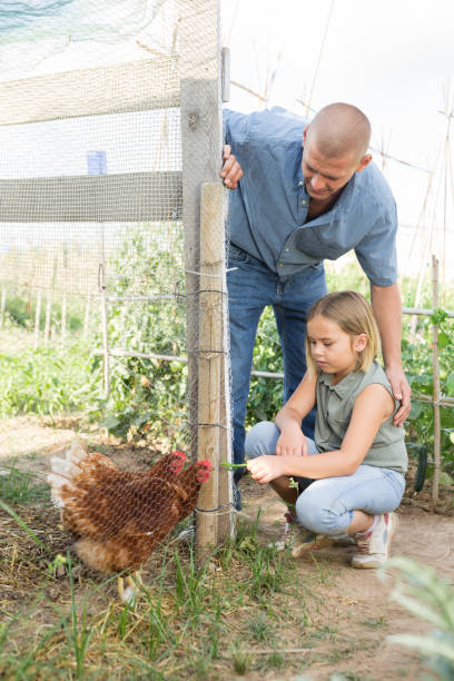 istock Father and daughter feeding chikens 1359380623