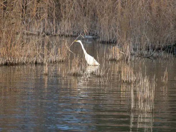 Photo of Great White Egret (Ardea alba) on the shores of the Upper Zurich Lake (Obersee), Rapperswil-Jona, St. Gallen, Switzerland