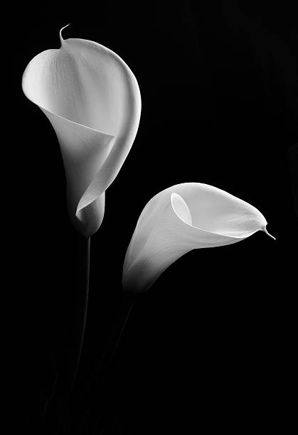istock Couple of white Calla lilys on black background 135938122