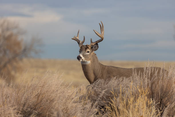 istock Whitetail Deer Buck in Colorado in Autumn 1359381257