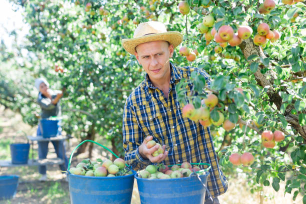 istock Man and woman harvesting pears 1359381320