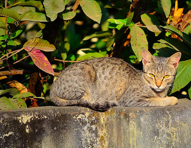 Cat on wall stock photo