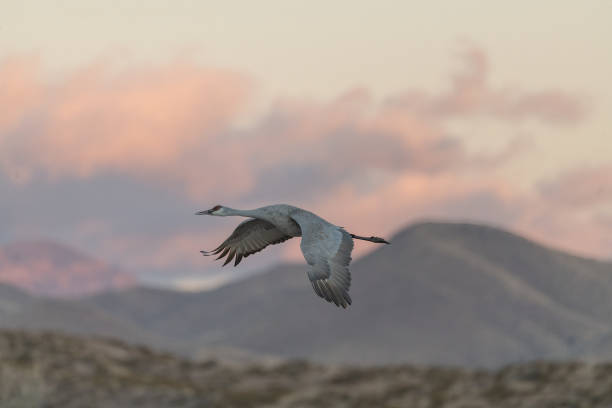 istock Sandhill crane takes flight against pink dawn sky 1359381372