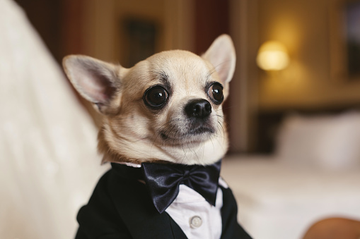 A chihuahua dog in a tuxedo at a wedding.