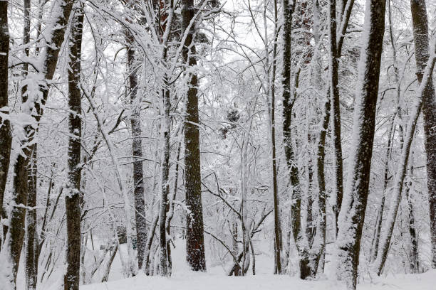 istock park in the winter season 1359382777