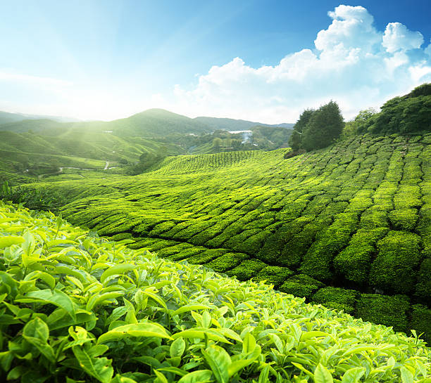 istock Tea plantation Cameron highlands, Malaysia 135938366