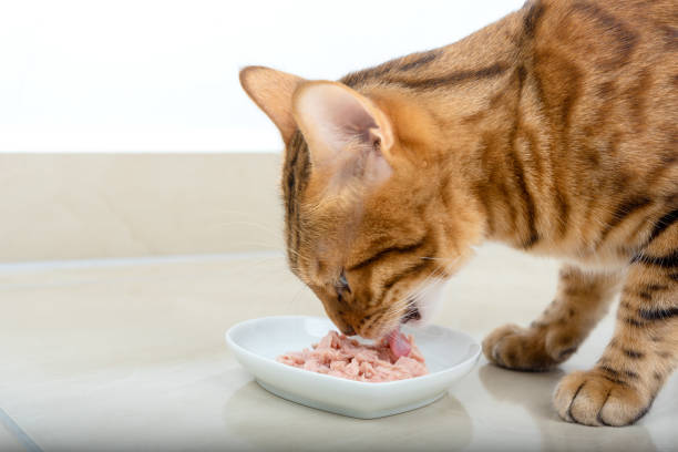 istock The domestic cat eats canned tuna from a bowl with appetite. 1359383764