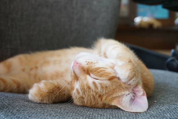 istock Orange kitten lying on a gray office chair 1359384004