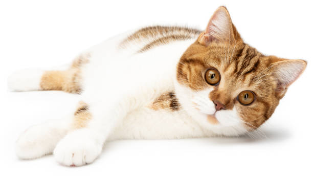 Red cat lying isolated on white. Cute cat lie down looking in camera. British Shorthair closeup stock photo
