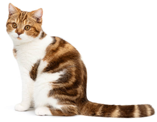istock Cat with stripes tail sitting isolated on white background. Cute Cat looks to from camera. British shorthair marble with beautiful big eyes. Side view 1359384963