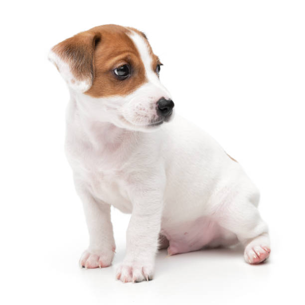 istock Jack Russell Terrier puppy isolated on white background. Dog jack terrier sitting front view studio shot. 1359384965