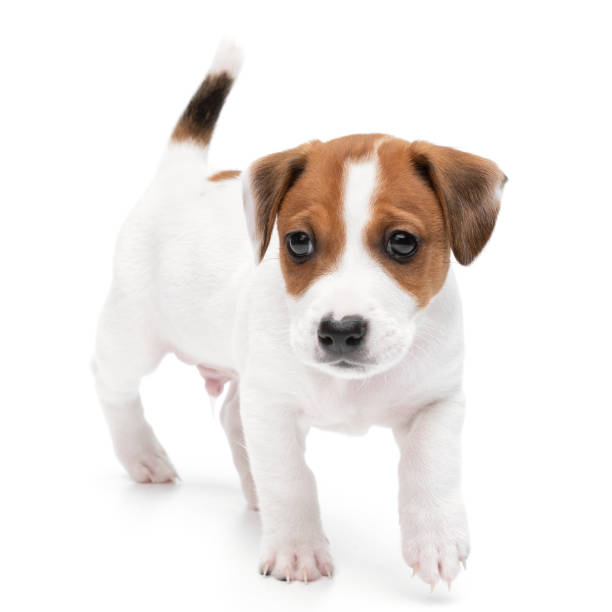 istock Puppy Jack russell terrier standing isolated on white background. 1359384967