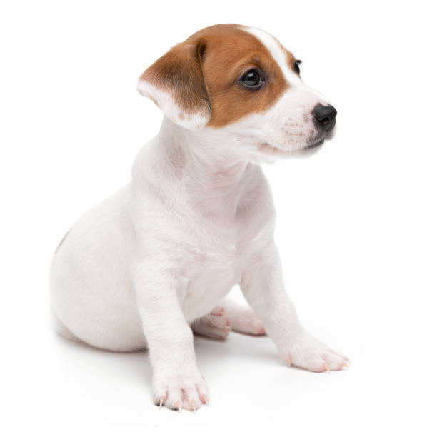 istock Jack Russell Terrier puppy sitting isolated on white background. 1359384969