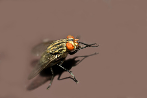 Adult House Fly of the species Musca domestica