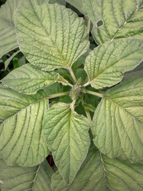 amarante cruentus - amaranthus cruentus photos et images de collection