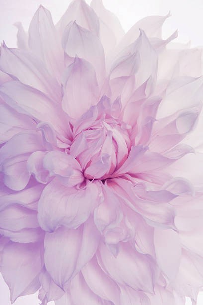 istock Studio Shot of Dahlia Isolated on White Background. Macro. 1359385345