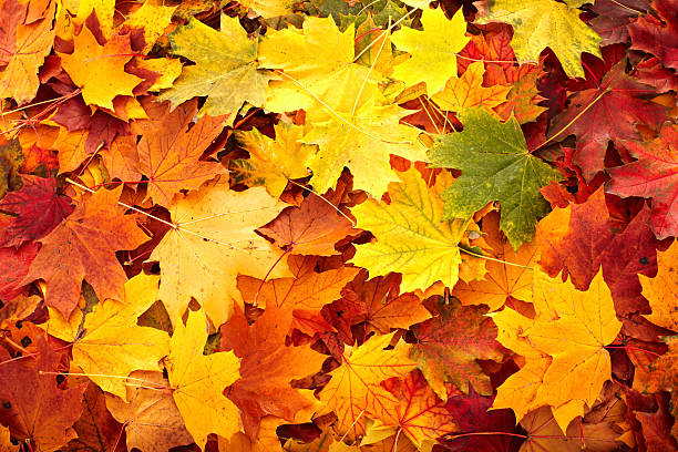 Background group autumn orange leaves . stock photo
